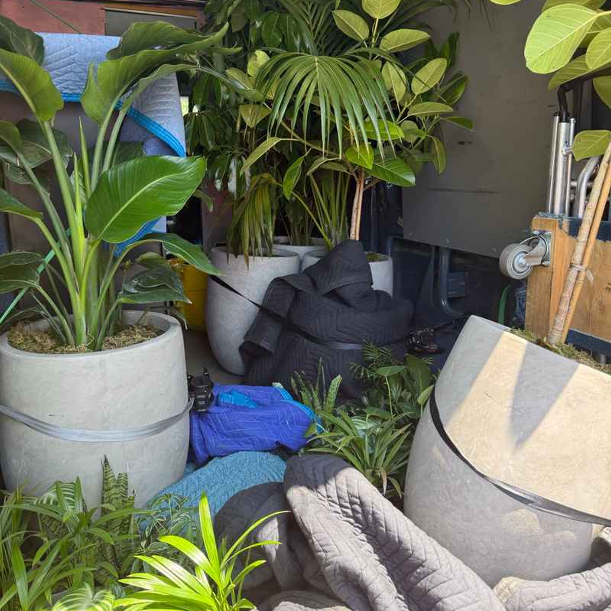 Multiple large indoor plants and potted greenery packed comfortably in a moving truck, cushioned with blankets for protection.