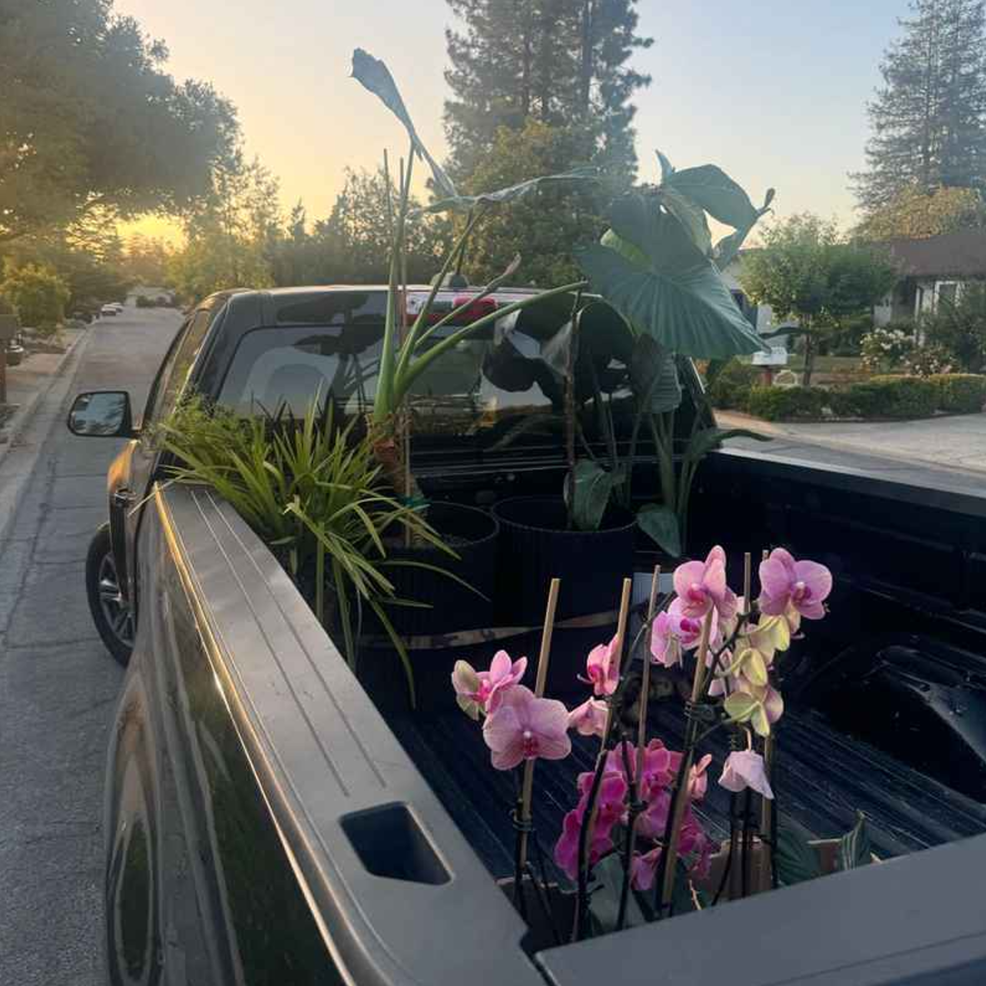 Close-up of a pickup truck bed carrying potted houseplants, including pink orchids and tropical greenery, during a summer move at sunrise.