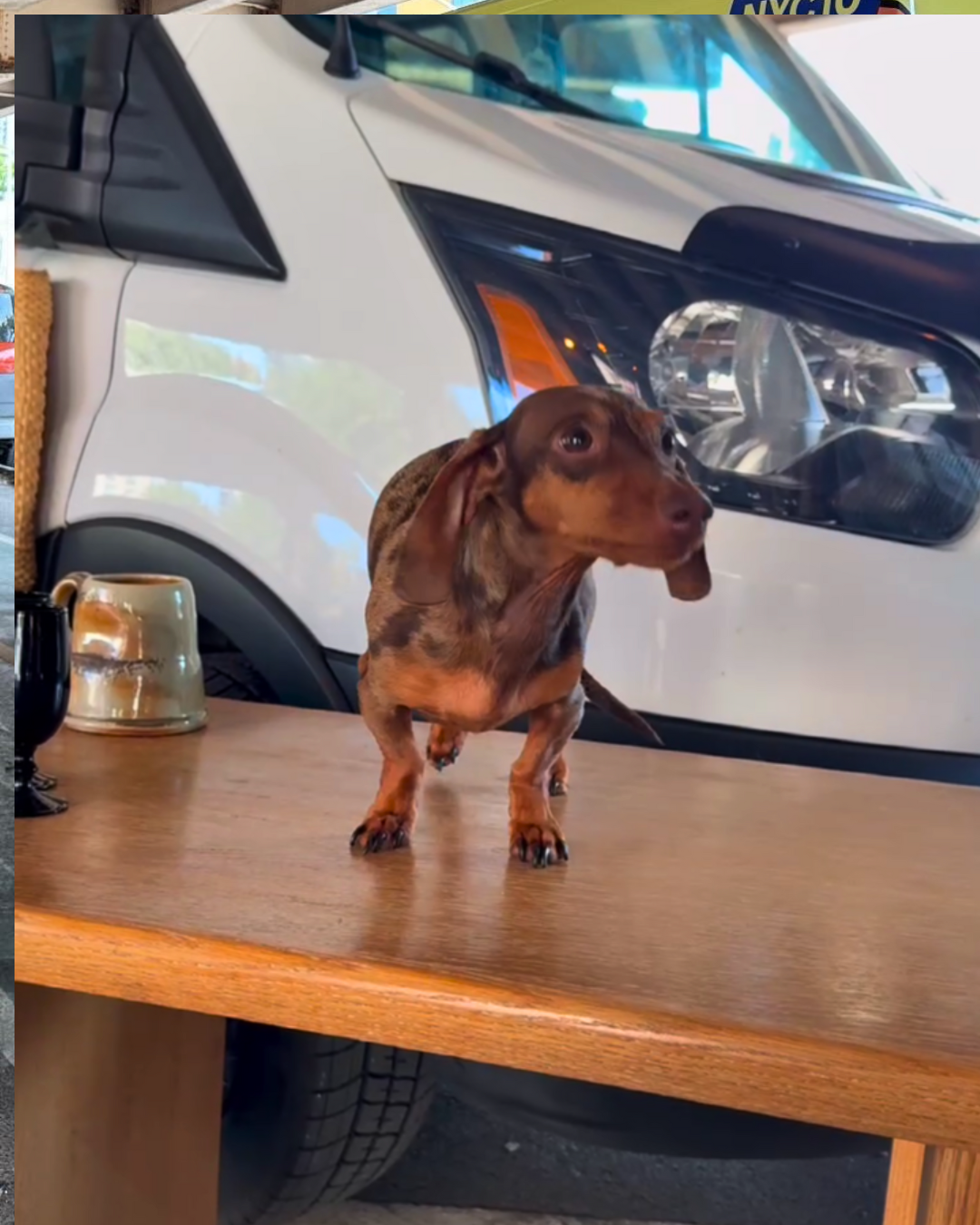Small brown dachshund named Ralph standing on top of a wooden table at BQ Flea with delivery vans in the background.