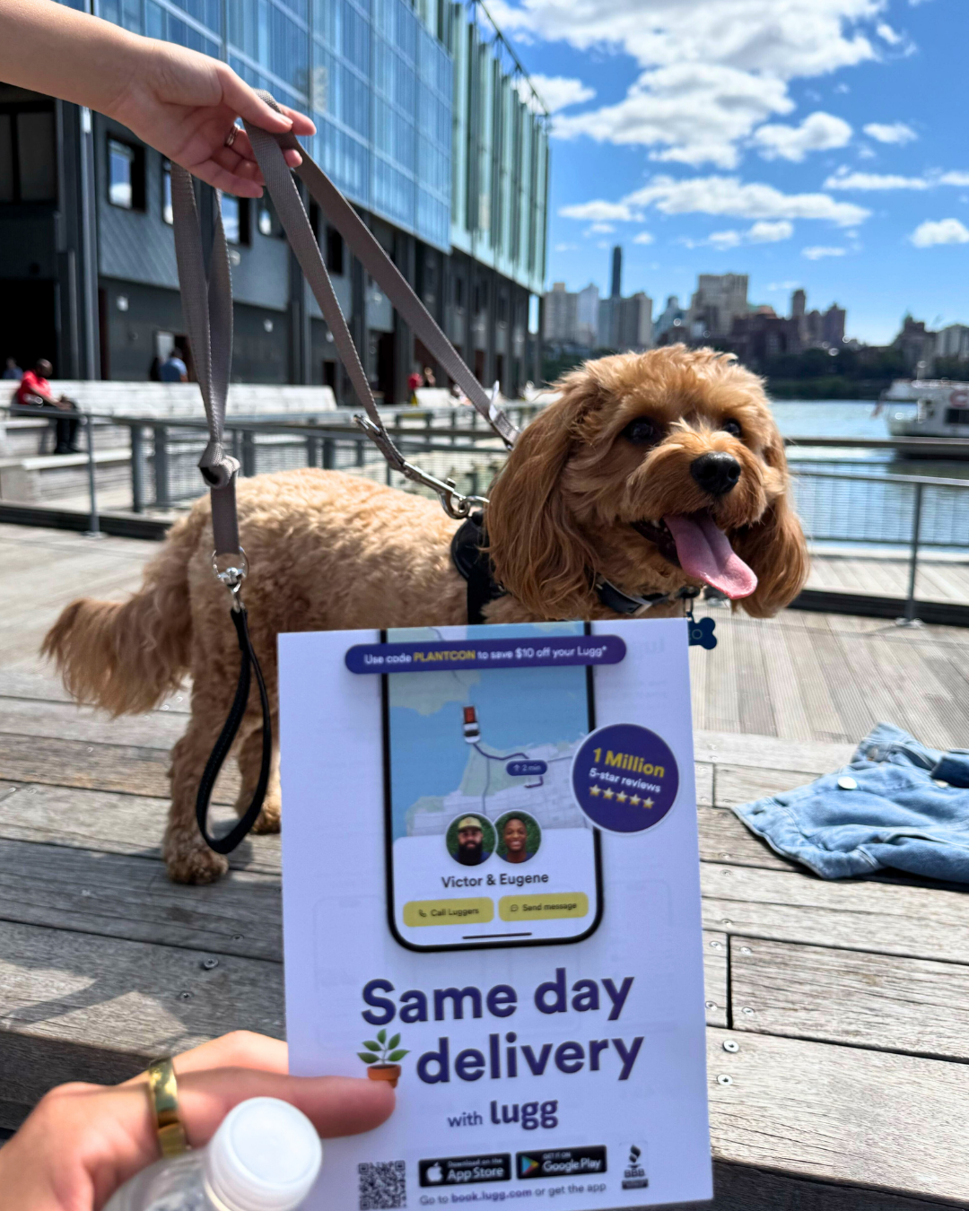 A brown dog sitting outdoors next to the East River with a person holding up a Lugg same-day delivery flyer in front.