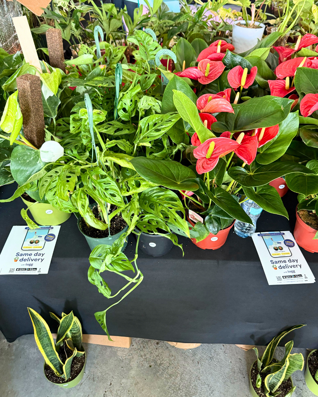 A vendor table at PlantCon NYC 2025 featuring green houseplants and red anthuriums, with Lugg same-day delivery flyers placed in front.