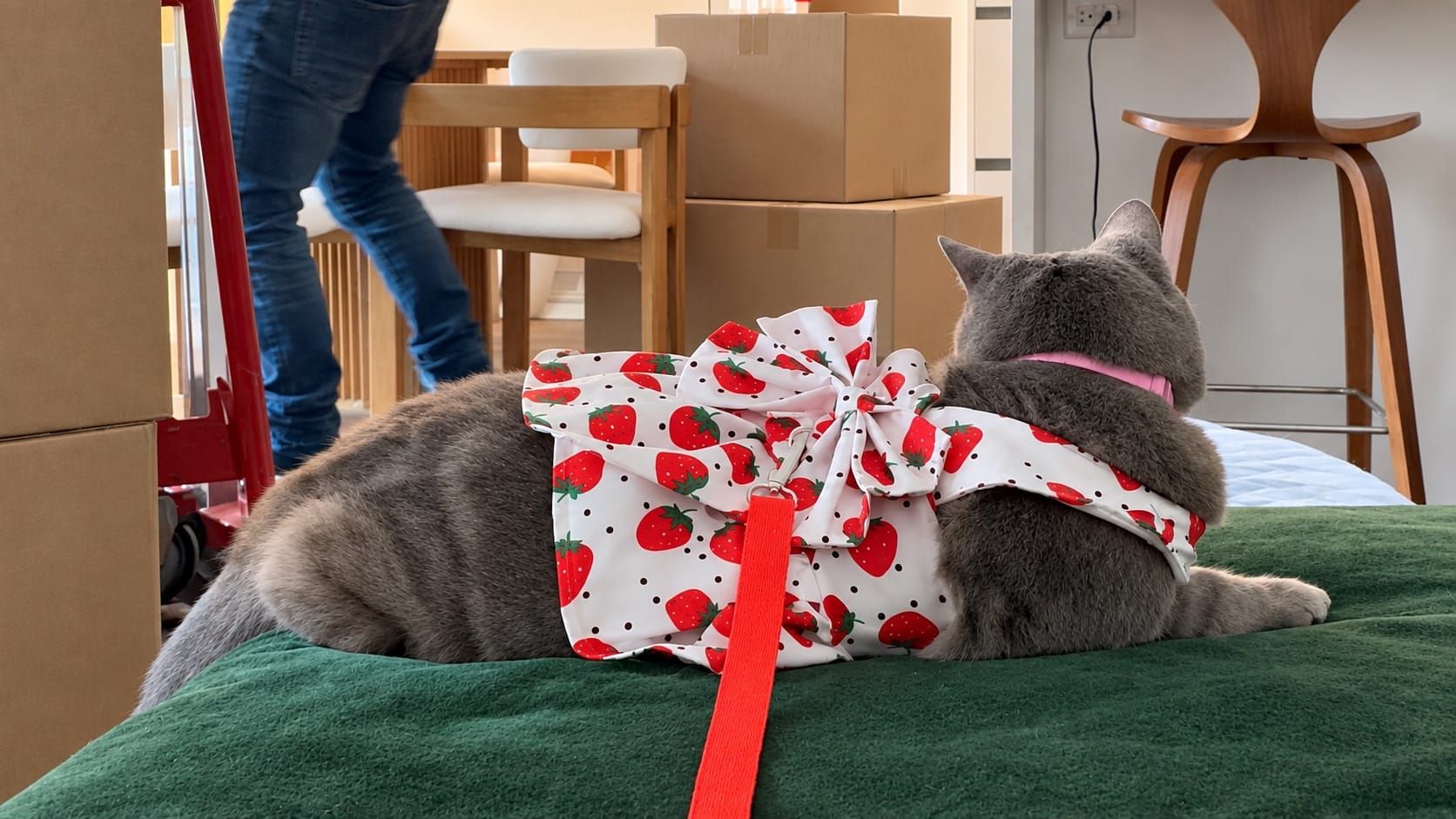 Grey cat in a strawberry-print harness and leash sitting on a green moving blanket, facing a room of packed cardboard boxes and a hand truck