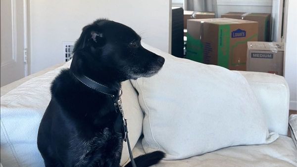How to Move with Pets: The Complete Guide for Dogs, Cats, and More (2026 Updatex)