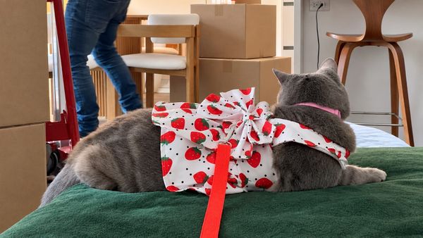 How to move with a cat and minimize stress