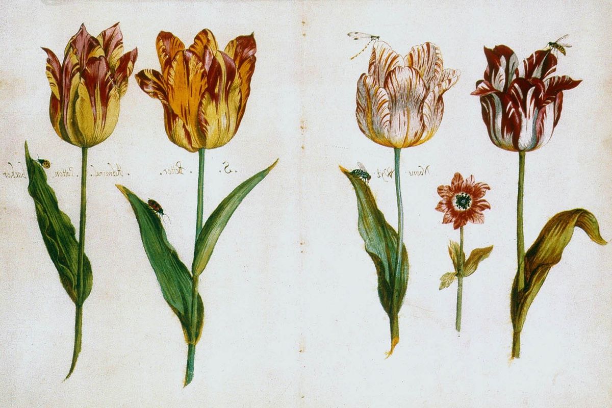 A Bolha das Tulipas
