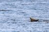 A seal on a rock, surrounded by water. 