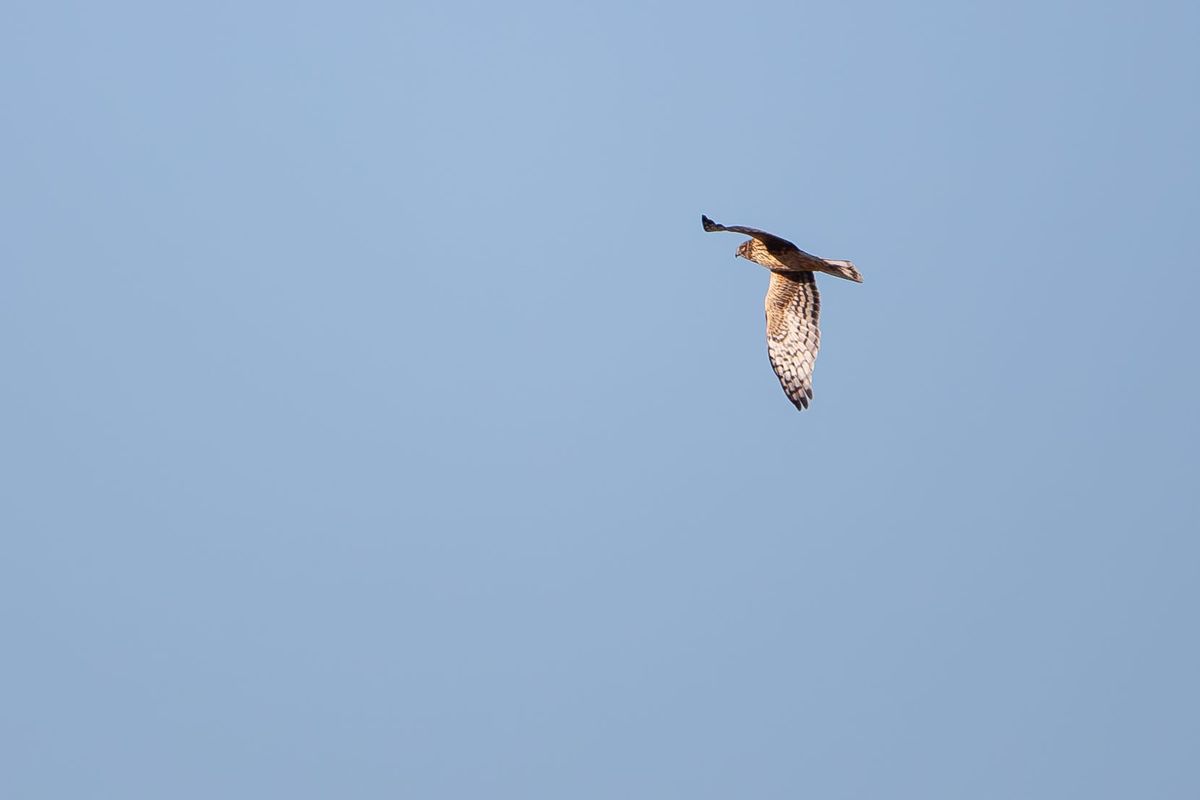 A Trip to the Seacoast: Northern Harriers are massive, sometimes buoys are Seals, everyone wants to talk about Owls, & eat more donuts