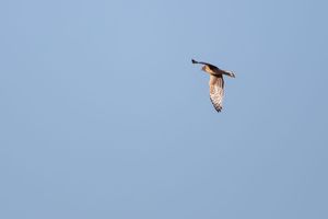 A Trip to the Seacoast: Northern Harriers are massive, sometimes buoys are Seals, everyone wants to talk about Owls, & eat more donuts