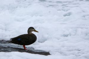 Nor'easter coming? We bird!