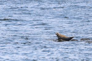 A seal on a rock, surrounded by water. 