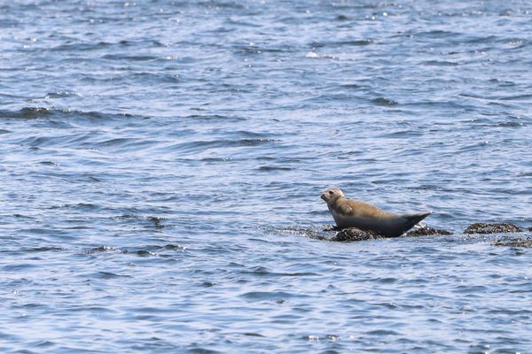 A seal on a rock, surrounded by water. 