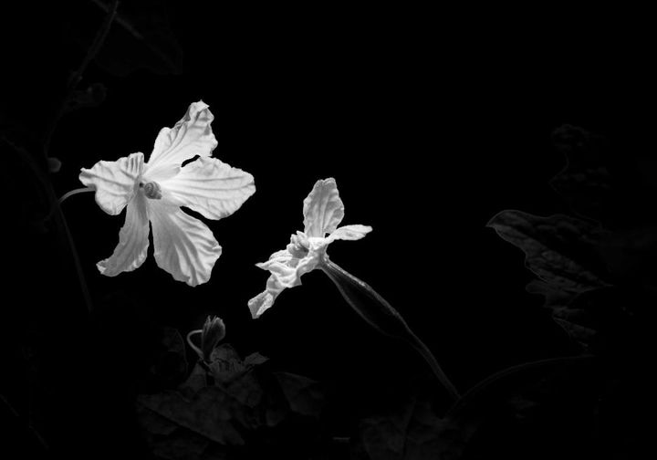 The Garden of Love: Ling Nan Ley’s ode to romance