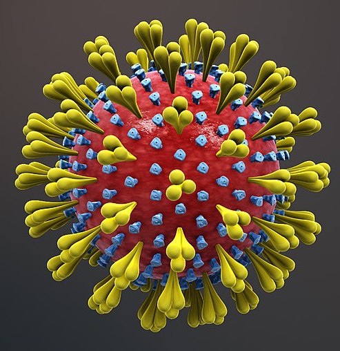 1280px-3D_medical_animation_corona_virus_sm