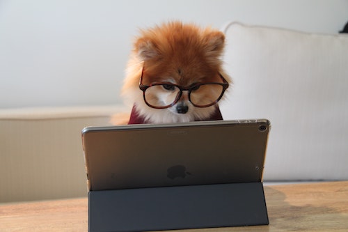 Cookie-the-pom-unsplash-sm