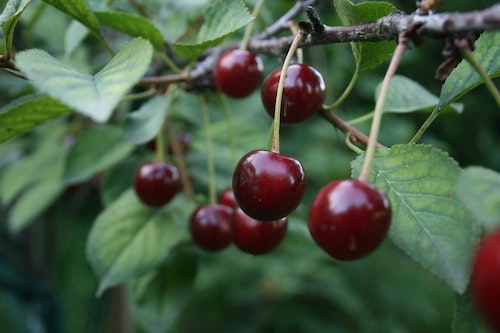 Barbara-krysztofiak-cherries-sm