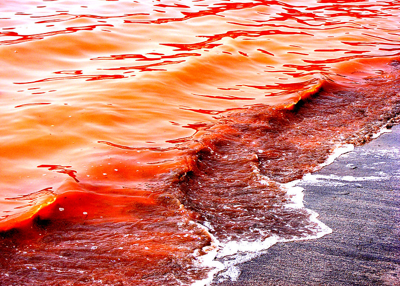Ststev_redsea_flickr sm