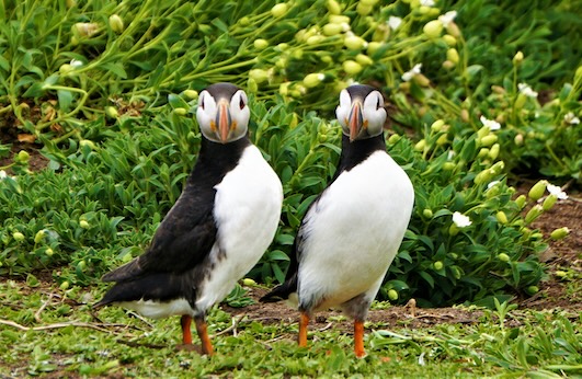 Sarah-kilian-puffins-sm