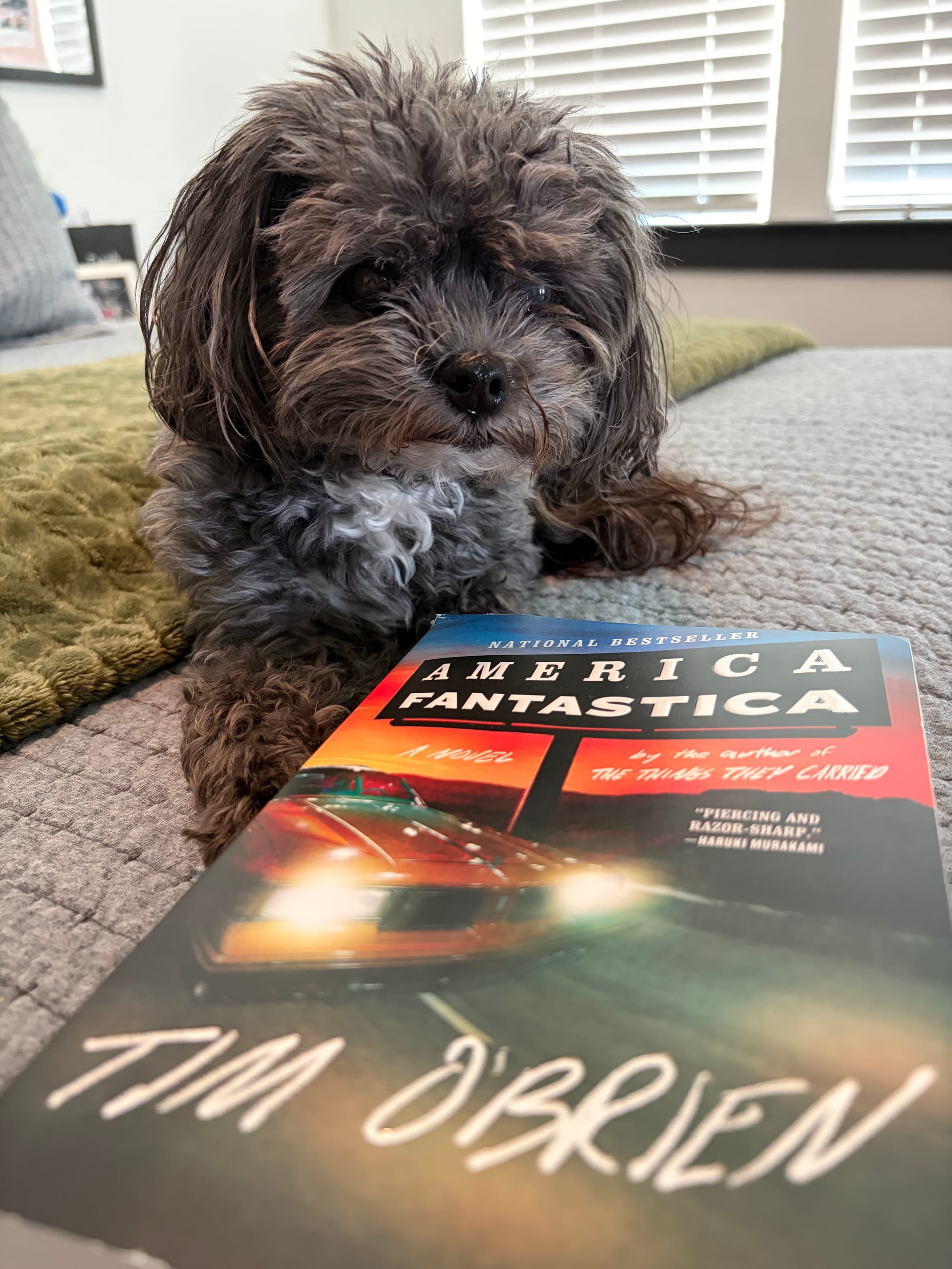 Black mini Havanese dog sitting beside paperback of America Fantastic