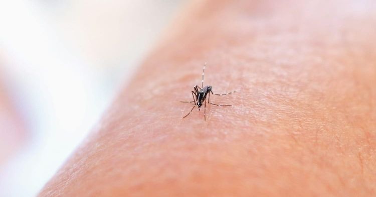 WHAT'S THE BUZZ?🦟