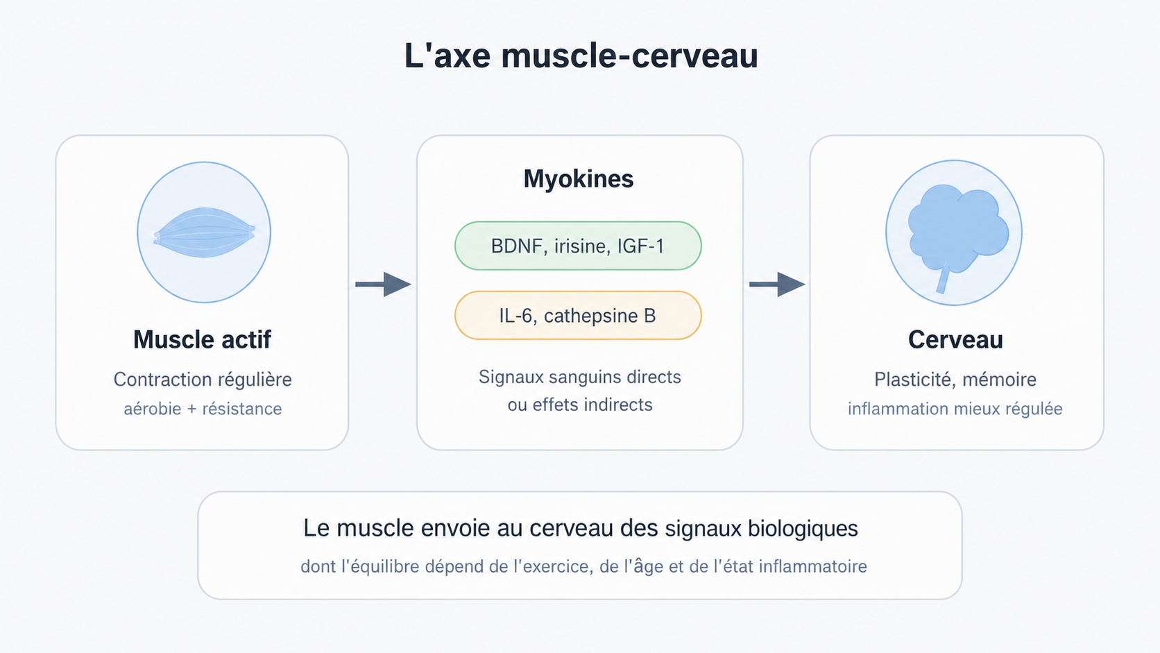 axe muscle cerveau.png
