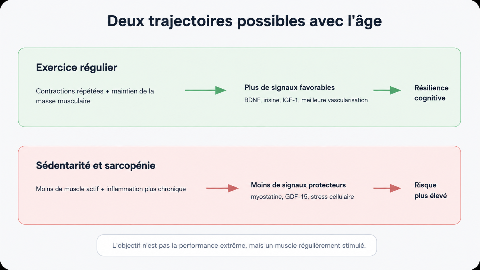 exercice cerveau.png