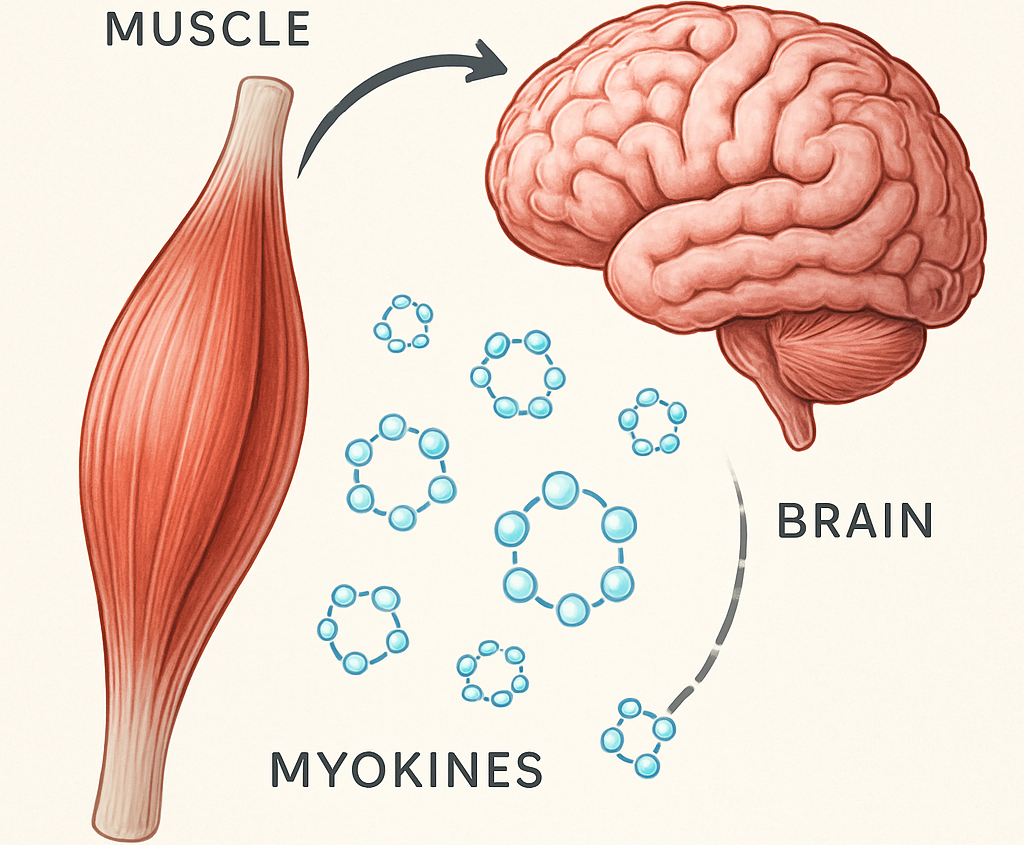 Muscle et cerveau : comment l'exercice protège la santé cognitive