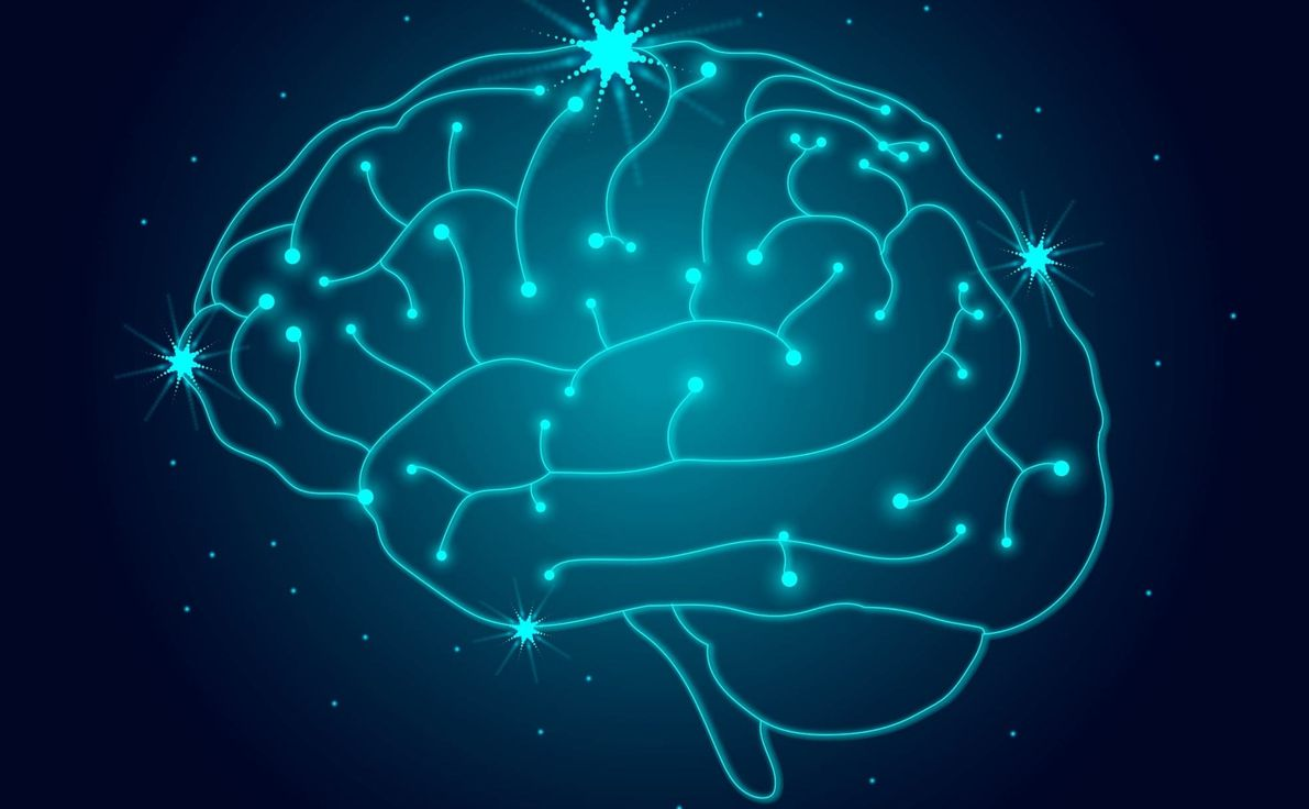 Créatine et cerveau : quels effets sur la cognition, l’énergie cérébrale et la neuroprotection ?