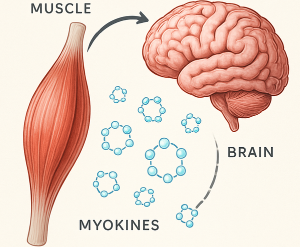 Muscle et cerveau : comment l'exercice protège la santé cognitive