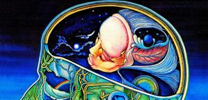 Surprising Cutaway Views of Human Heads