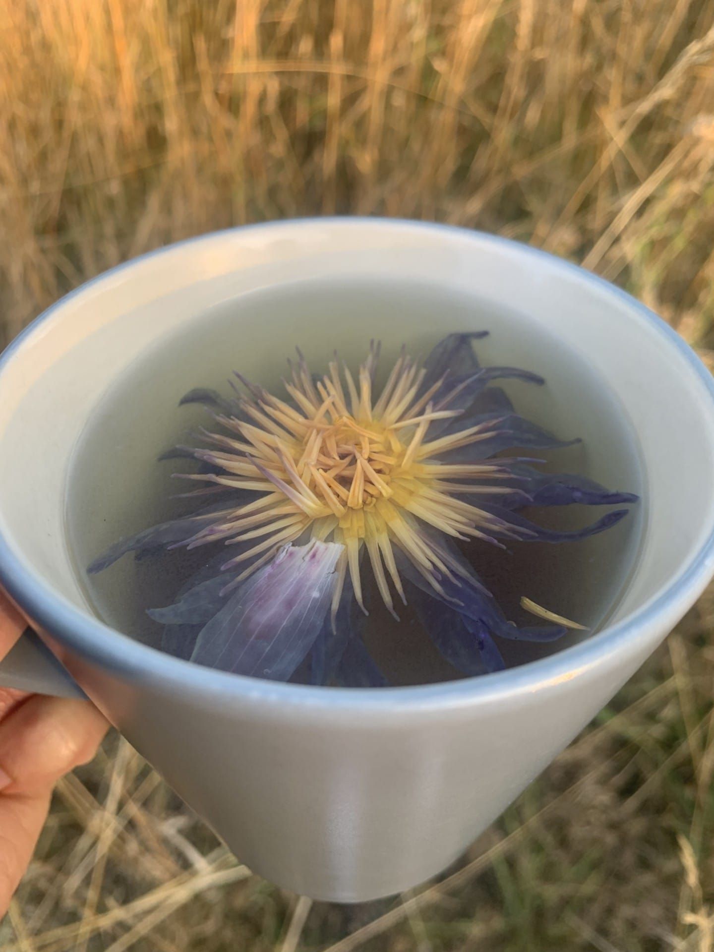 Blue Lotus Flower Tea