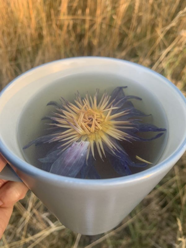 Blue Lotus Flower Tea