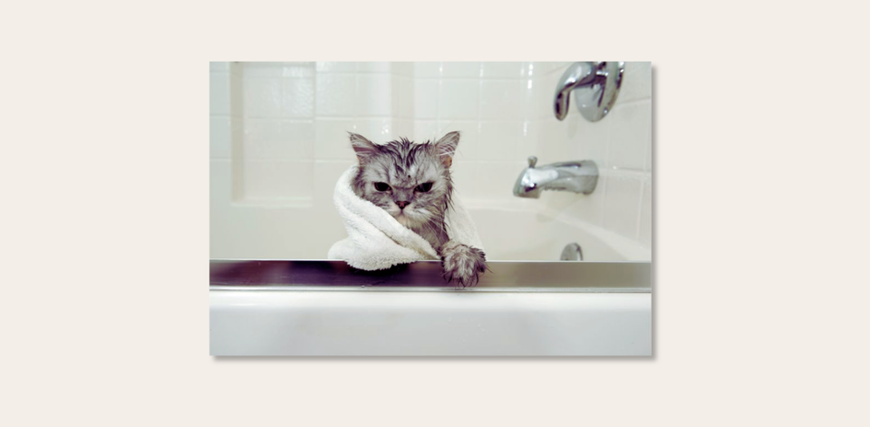 On Bathing a Cat