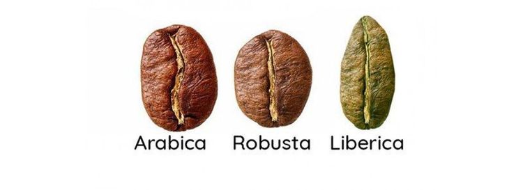 Liberica: The Future of Coffee?