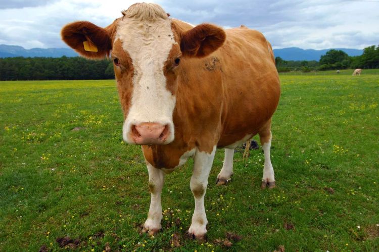 Coffee For Cows?