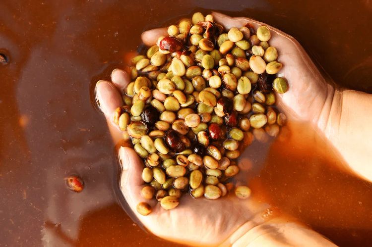 Co-Fermented Coffee: What is It