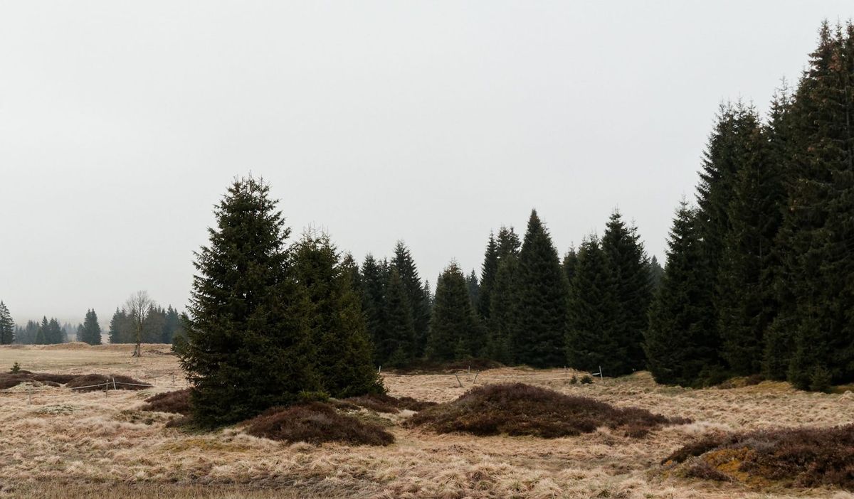 R.I.P. David Lynch, ein Roman aus dem Erzgebirge und bissl Comedy