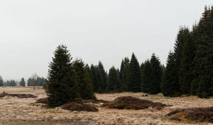 R.I.P. David Lynch, ein Roman aus dem Erzgebirge und bissl Comedy