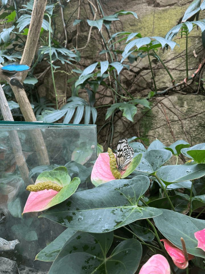 Was los im Dschungel da draußen?