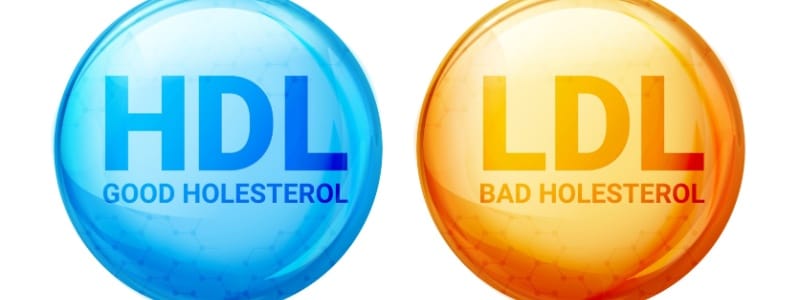 Understanding Cholesterol Numbers: What Do They Mean?