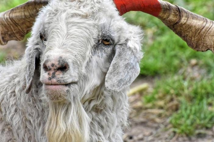 Like a Goat Outta Hell