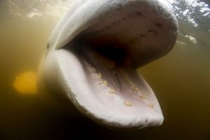 Guest Post: Finding Justice in Jonah