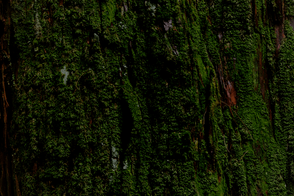 Truth, transformation, & collective liberation; ancient stories serve as mirrors & lights.