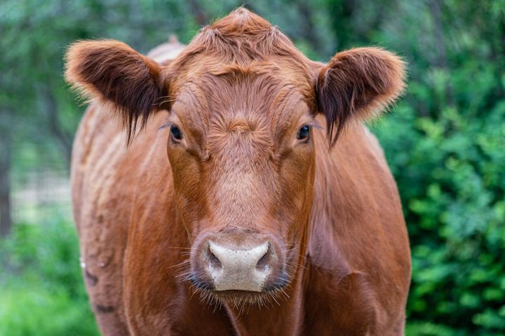it's a red heifer