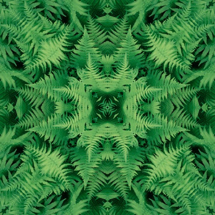 Fern kaleidoscope 