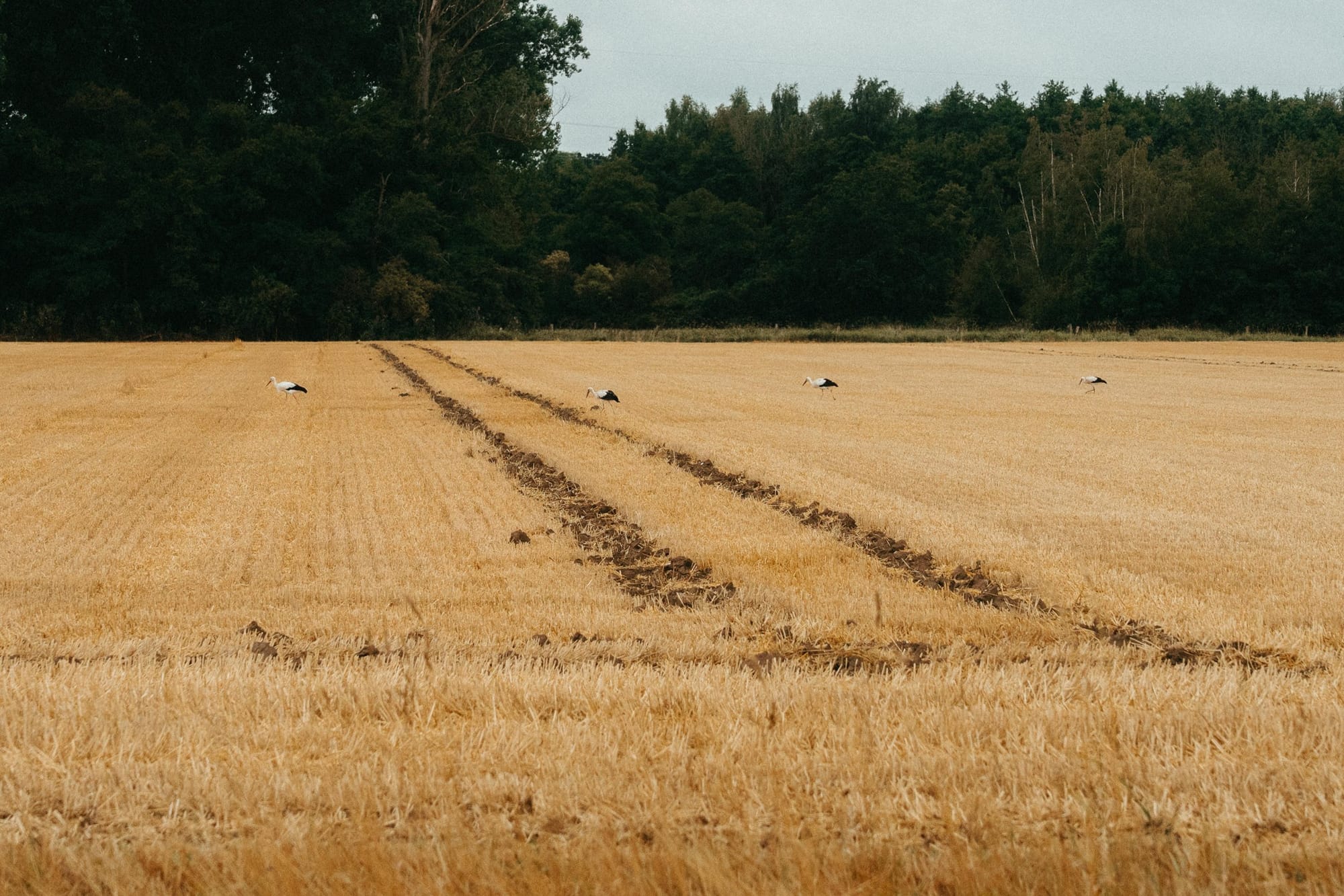 Four storks in a harvested field
