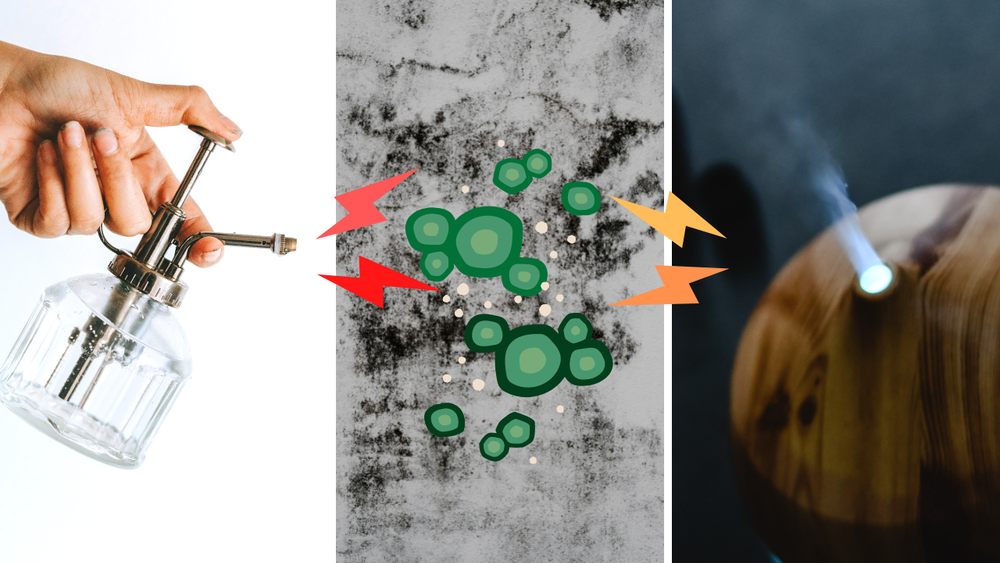 essential oils for mold. Images by Teona Swift (left, Pexels.com), Canva (center), and Eva Bronzini (rght, pexels.com)