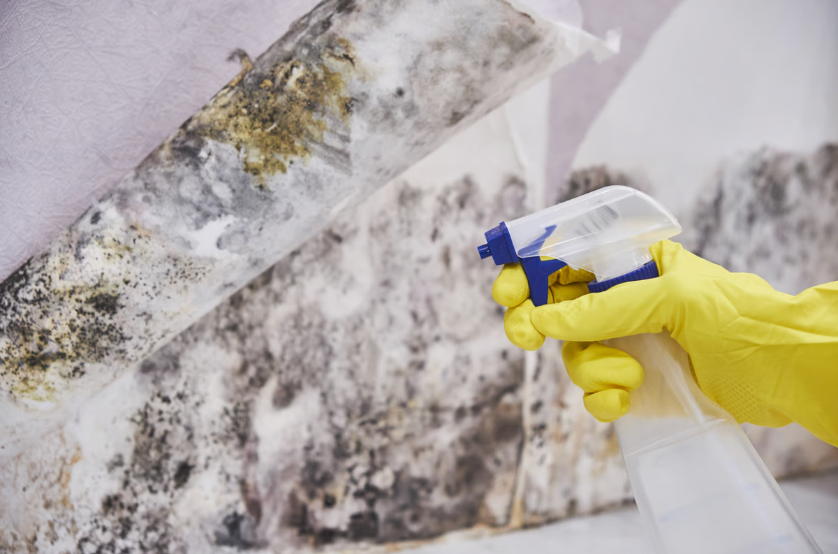 Mold 101: How Rental Housing Providers Can Prevent Water Damage Before It Becomes a Costly Mold Problem