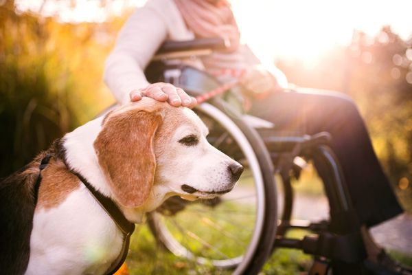 Pets, ESAs & Service Animals: Legal Obligations for California Home Providers.