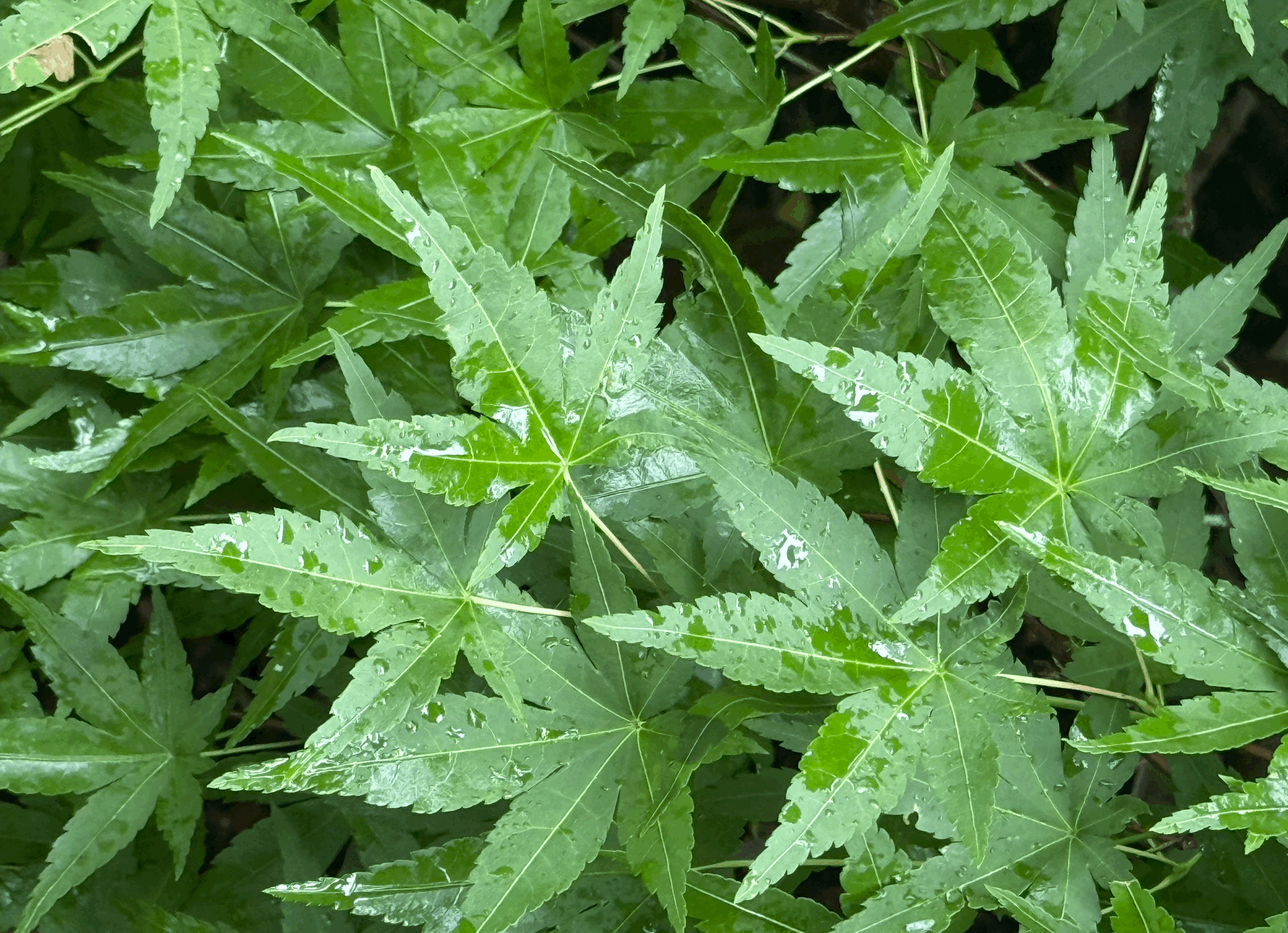 Authoritative sources keep using a tiny, barely relevant study to raise cannabis panic