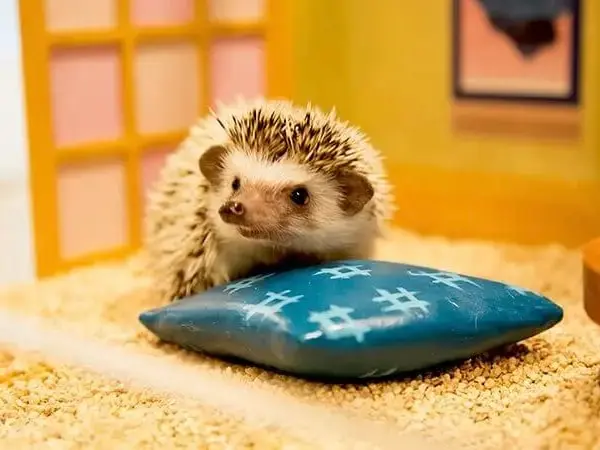 ハリネズミちくちくカフェ体験ギフト